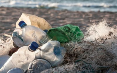 Cum poate contribui o bacterie la rezolvarea crizei poluarii cu plastic