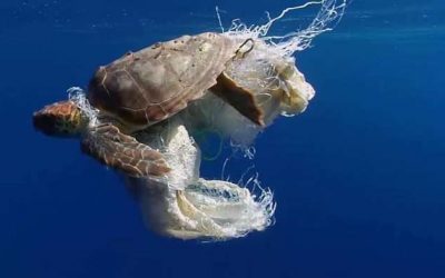3 moduri in care poluarea cu plastic afecteaza animalele de uscat si apa