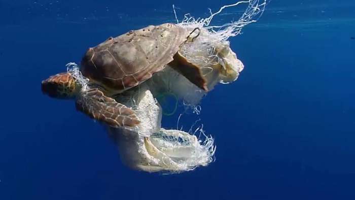 3 moduri in care poluarea cu plastic afecteaza animalele de uscat si apa