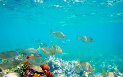 Oceanele, biodiversitatea, defrisarile: ce cuprinde agenda climatica in 2020?