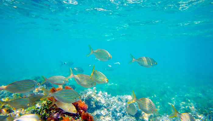 Tarile sustenabile si pasii lor in sensul protejarii oceanelor