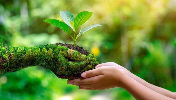 Solutii naturale pentru refacerea ecosistemelor planetei