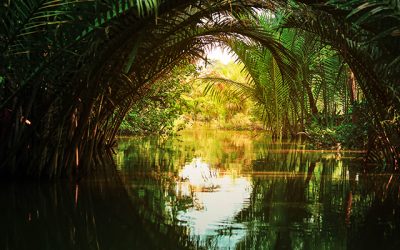 Padurile tropicale isi pierd capacitatea de a absorbi carbonul