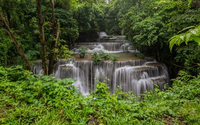 Schimbarea climatica ar putea compromite rezervoarele de carbon reprezentate de padurile tropicale