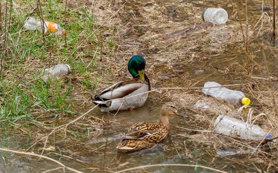 Sute de bucati mici de plastic ajung zilnic in stomacul pasarilor