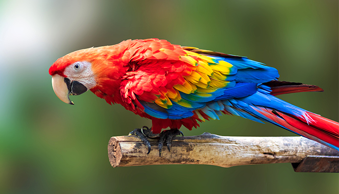 Ce ne spune situatia papagalilor despre legile slabe de protectie a mediului din Australia