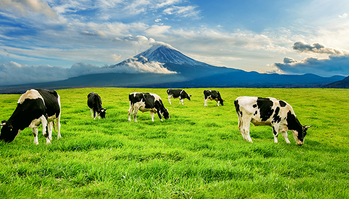Productia de carne organica este la fel de daunatoare pentru mediu