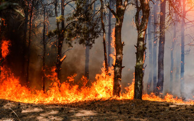 Fumul de la incendiile de vegetatie este mai toxic decat alte forme de poluare a aerului