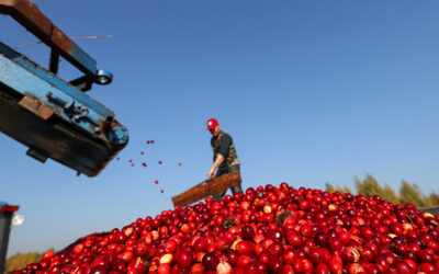 Un venit mai mare pentru cultivatorii de merisoare care asociaza recoltele cu panourile solare