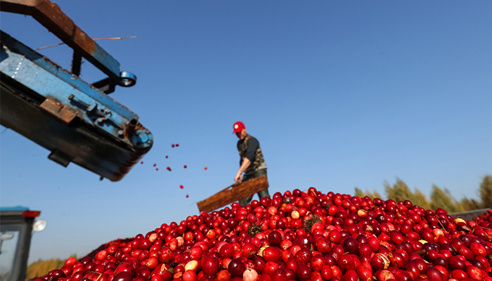 Un venit mai mare pentru cultivatorii de merisoare care asociaza recoltele cu panourile solare
