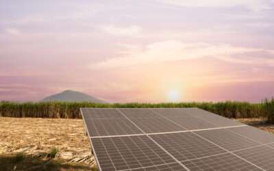 Fermierii profita de boom-ul energiei solare
