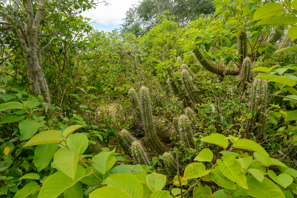 Padurile tropicale amazoniene din Peru – amenintate de un ecosistem al infractiunilor ecologice