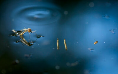 Larvele de insecte pot contribui la poluarea cu microplastic a raurilor