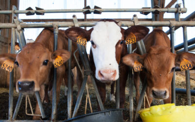 Cum construieste industria lactatelor din China un viitor sustenabil