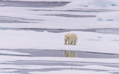 Niveluri alarmante de PFAS in gheata arctica din Norvegia – un nou risc pentru fauna salbatica