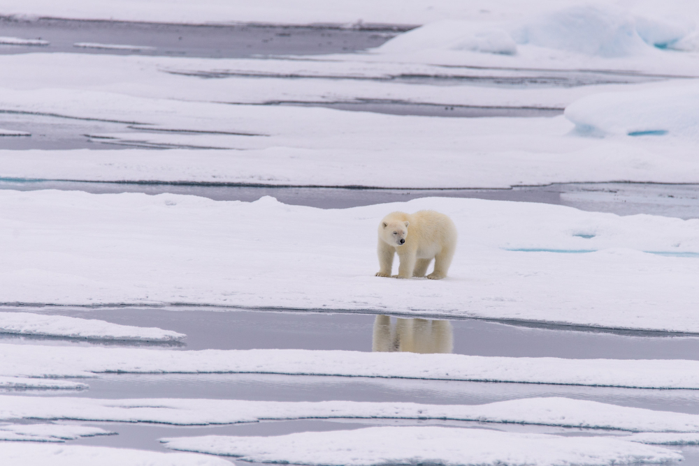 Niveluri alarmante de PFAS in gheata arctica din Norvegia – un nou risc pentru fauna salbatica