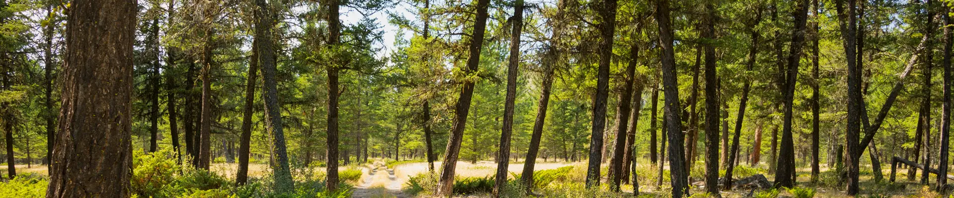 Shell Lubricants for Forestry